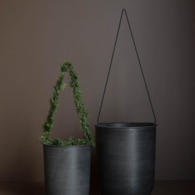 Eisentannenbaum, Garden Stick Tree, 2er Set, dbkd